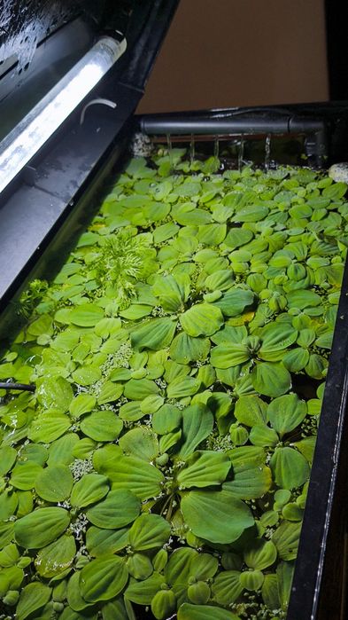 Creveți - Plante Acvariu - Melci asasini