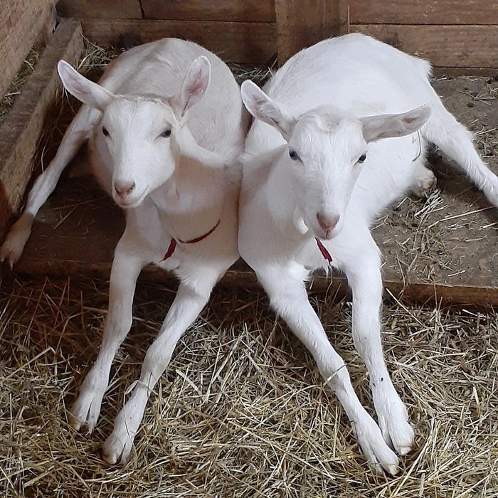 Продам Козье молоко