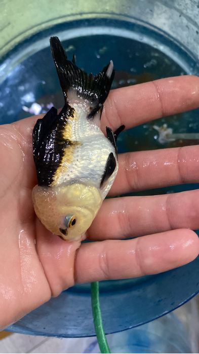 Продаются оранды по приятным ценам