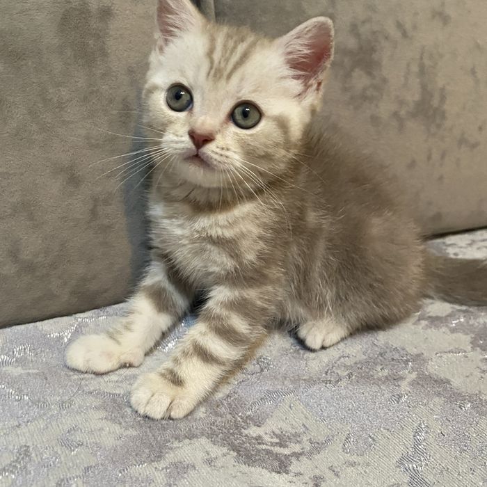 Шотландская скоттиш страйт