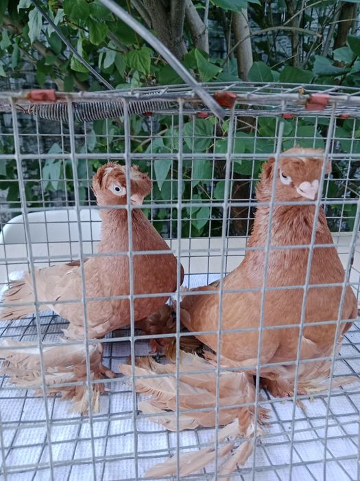 Продам пару жнлтых