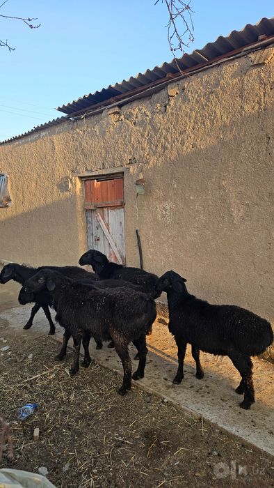 Quzi quchqorlar qurbonlikga zotga ham sotiladi  30/40/50/60/70 kiloli