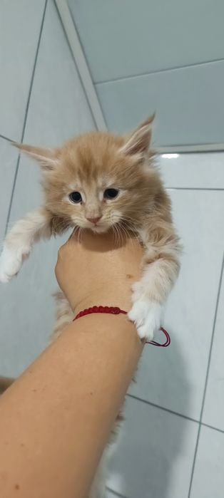 Котята Мейкунята
