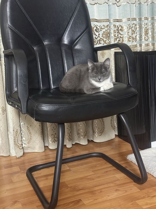 Ищем кота для вязки