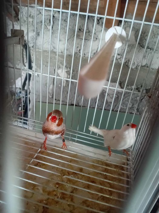 Vand zebre australiene,perusi si canari harz roller