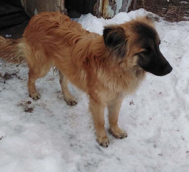 Найденная собака-кабель.