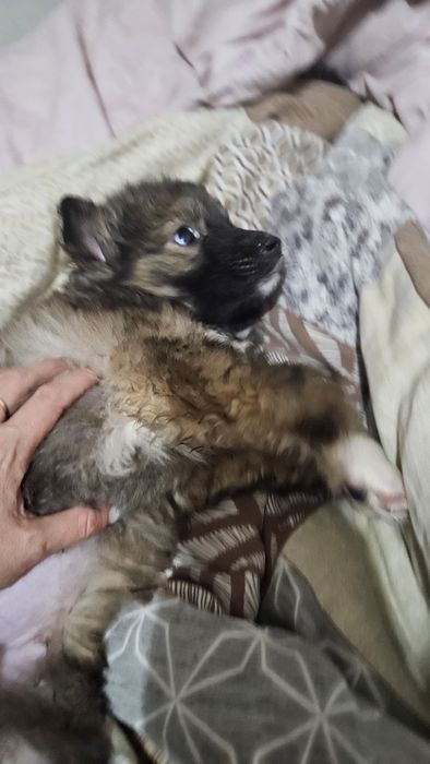 Отдам щенка в добрые руки