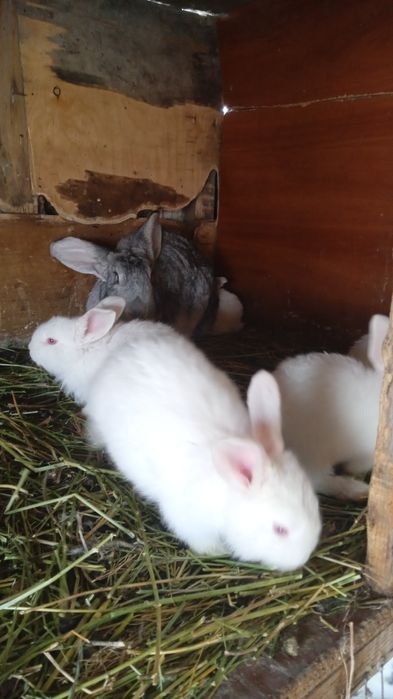 Прадам кральчат па 3000 месячных