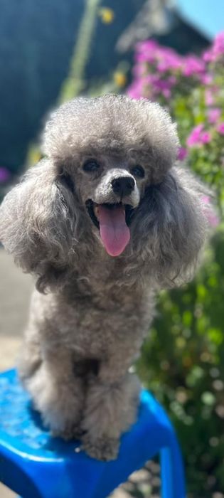 Вязка пудель с родословной