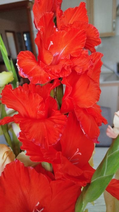 Луковицы гладиолусов