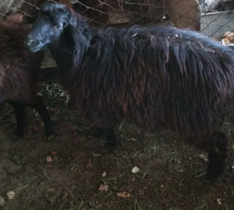 Bugʻoʻz moda qazoqi  barralar sotiladi