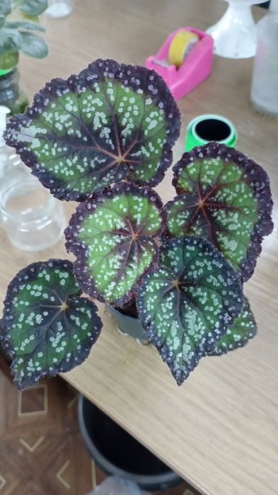 Продам Бегонии декоративнолиственные