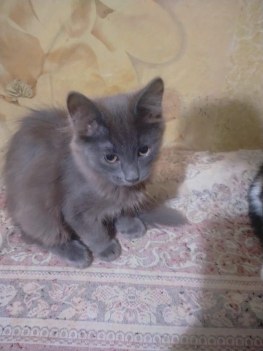 Отдам котят даром срочно