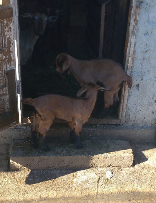 Iedițe anglonubian metis cu francez alpine din capre  foarte bune