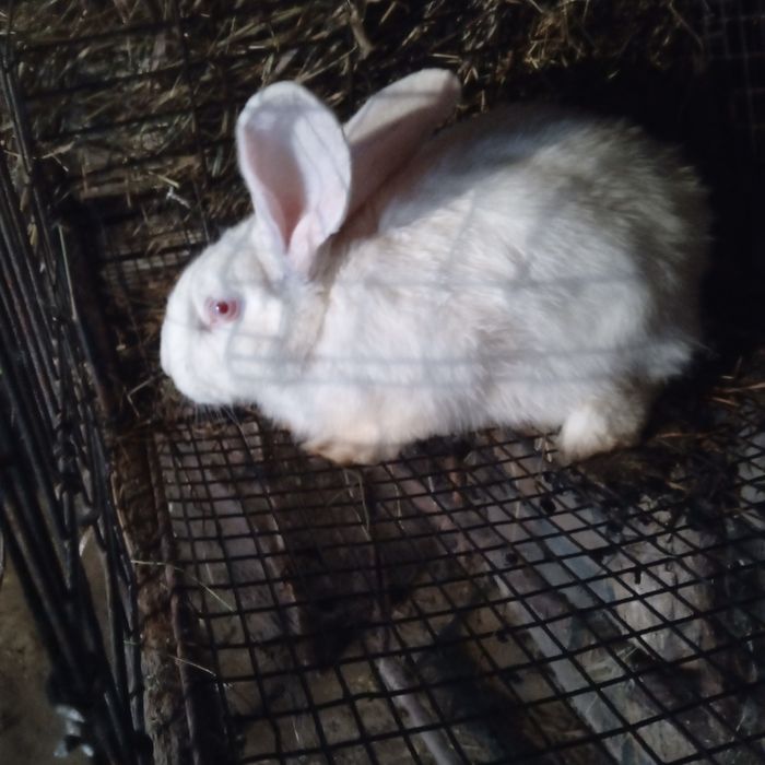 Продам два крола фландер