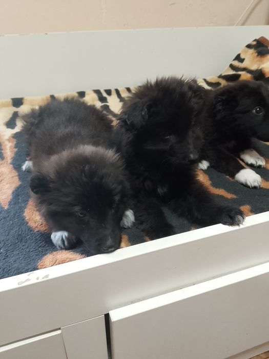 Отдам щенков.Звоночки