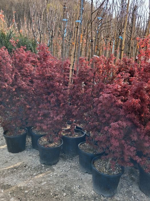 Vindem plante ornamentale preț bun transport gratuit ne deplasam în toată țara