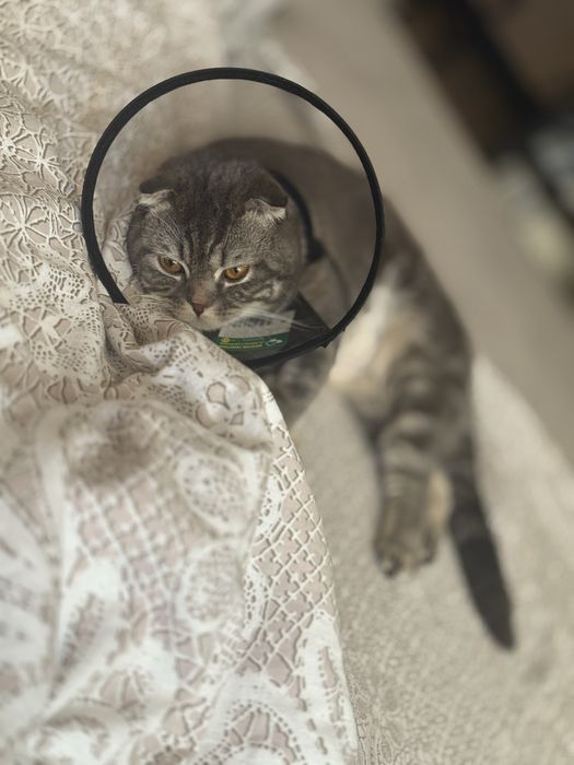 Кот шотландский