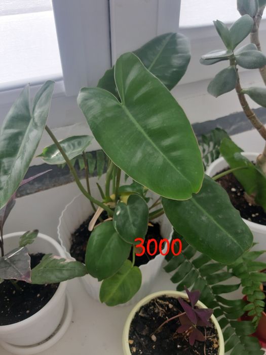 Комнатные растения