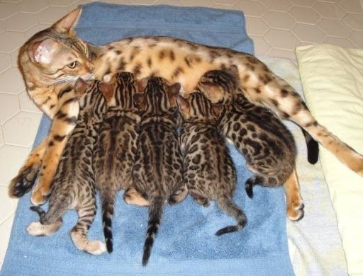 Mushuk sotiladi bengal