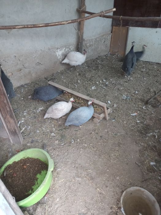 Sesarka (Tus tovuq) lar sotiladi!