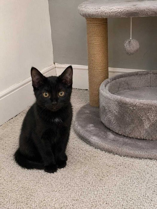 Спасенные котята ищут дом