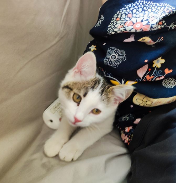Котенок в добрые руки