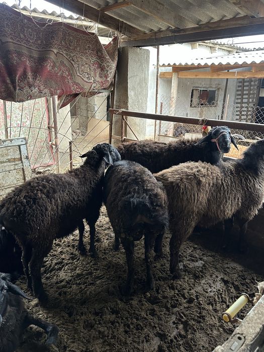 Қошқар Бараны Овцы