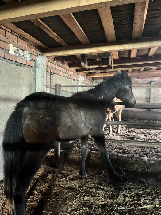 продам жеребчика 24 года