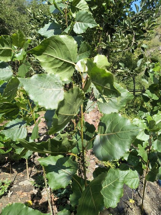 Топола едногодишни  фиданки