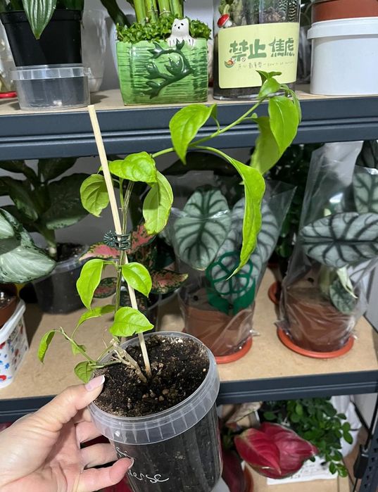 Комнатные растения