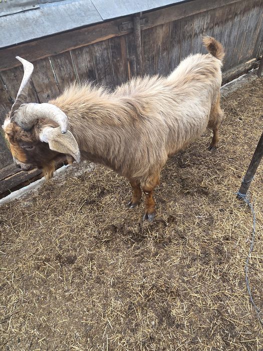 Vand tap angolo nubian