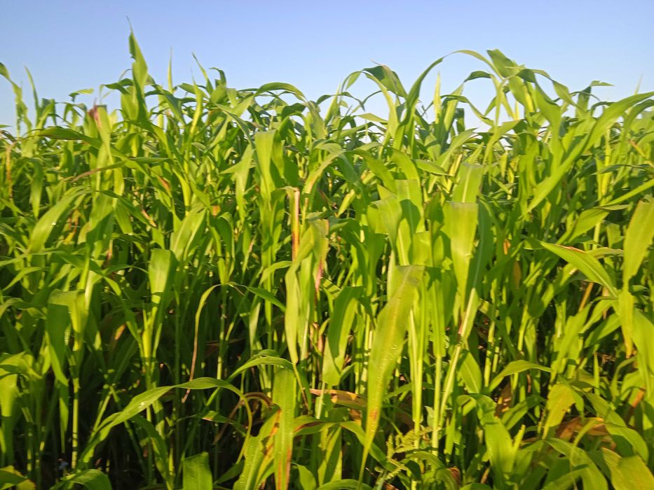 Молларга говуш сотилади