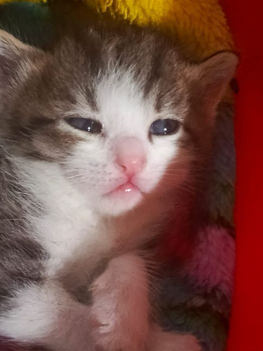 Отдаю котят в добрые руки