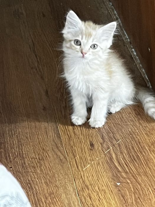 Продам красивых котят