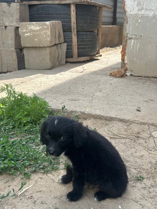 Шенок русского спаниель