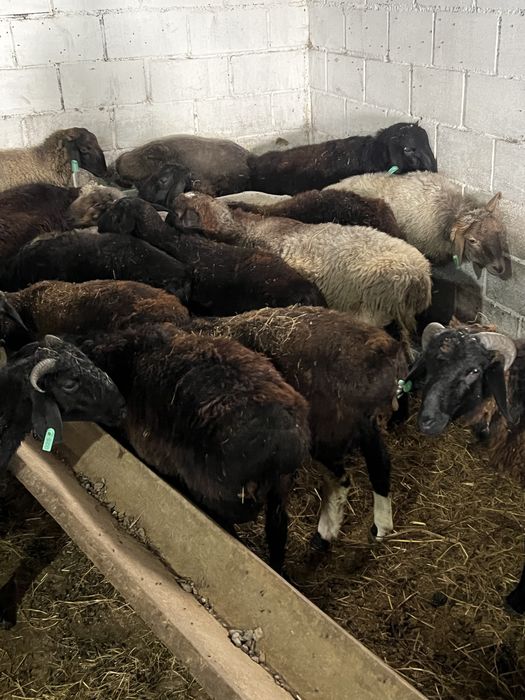 Продам баранчиков