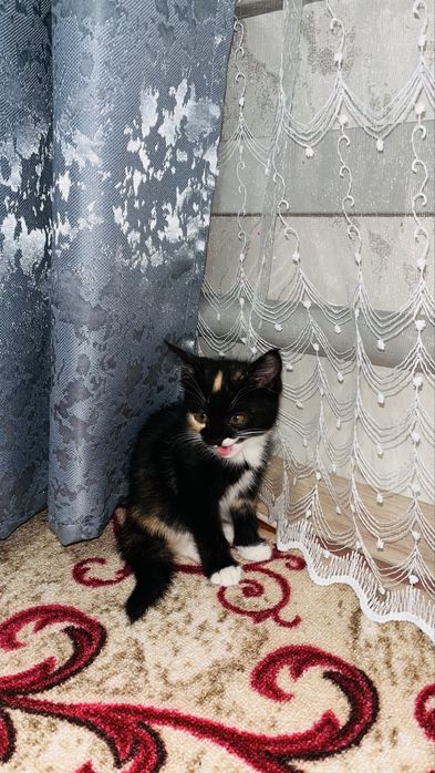 Кошка бесплатно