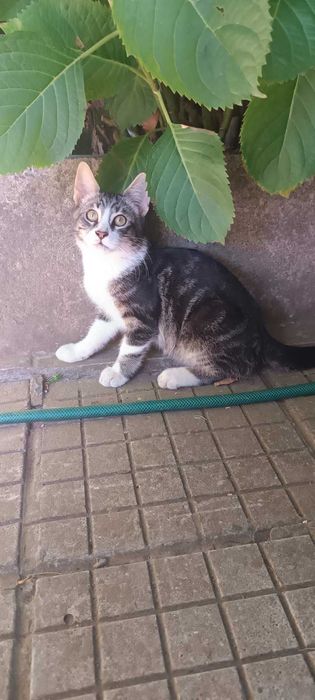 Мъжко коте на 4 месеца търси дом
