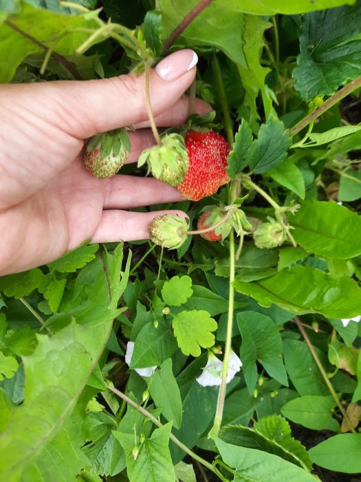 Дача по Красноярской трассе