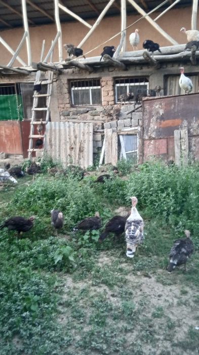 Куркалар сотилади 62 она-бола аралаш срочно