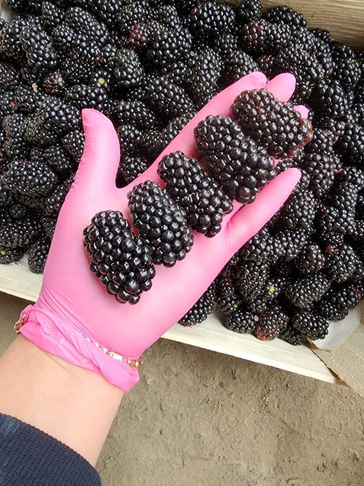 Рассада Ежемалина