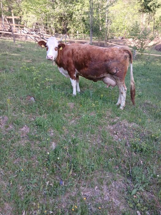 Vând vacă cu vițel
