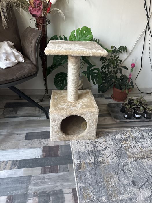 Котешка катерушка