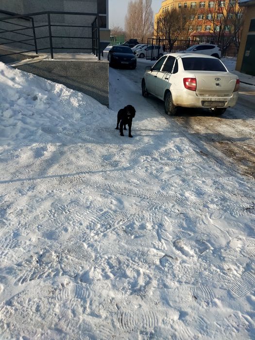 Найдена собака в районе 58 школы