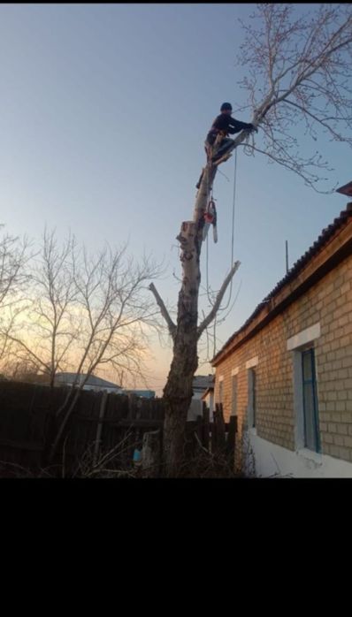 Спил деревьев . Обрезка