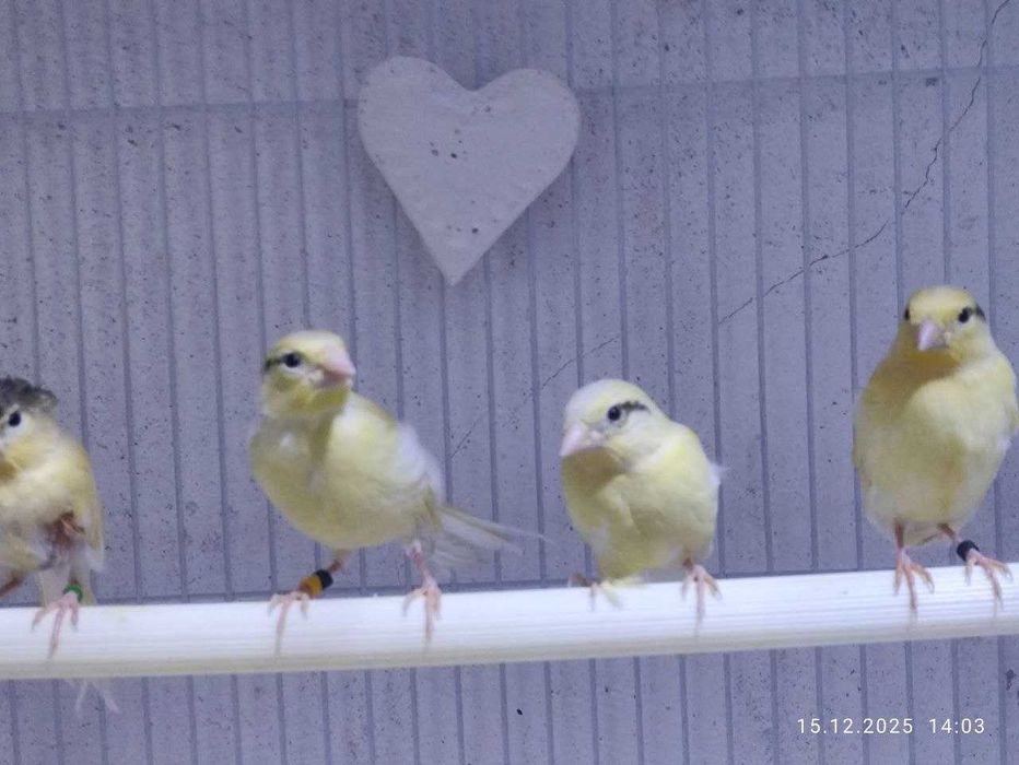 Канарейка Трайник сайрок кушлардан чиккан 1,5-2 ойлик жужалар сотилади