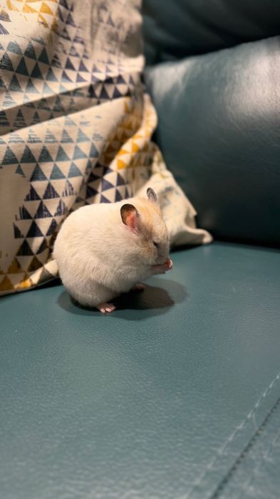 Хомяки сирийские короткошерстные и длинношерстные