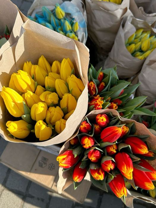 Тюльпаны Белорусия