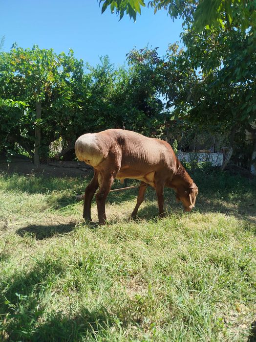 Qoʻchqor sotiladi